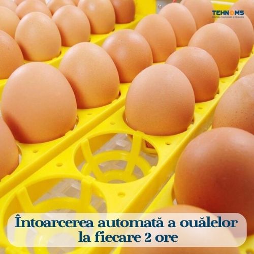 Incubator cu întoarcerea automata a oualelor la fiecare 2 ore