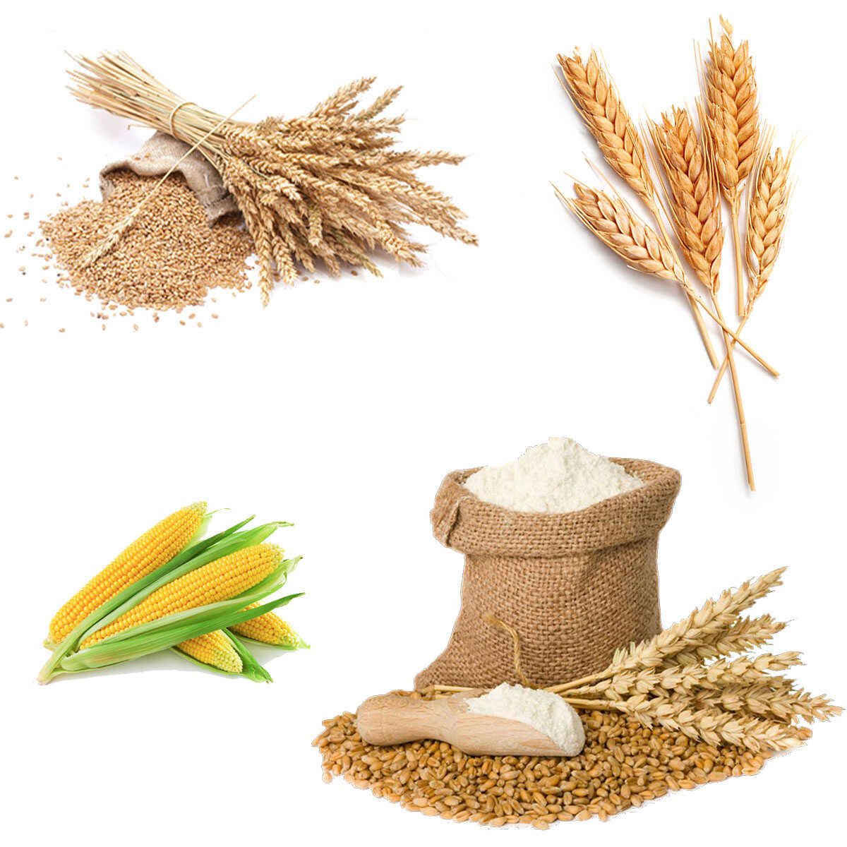 Cereale de măcinat în moara Holz Mill 25L